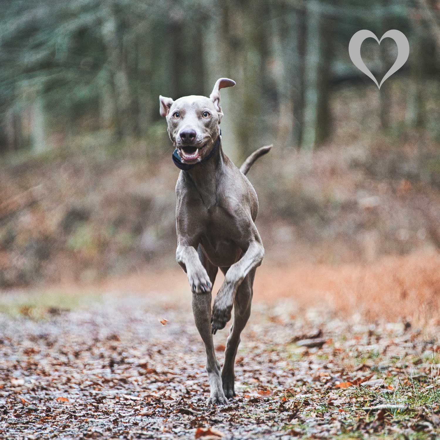 Gelenkkräuter, 100g