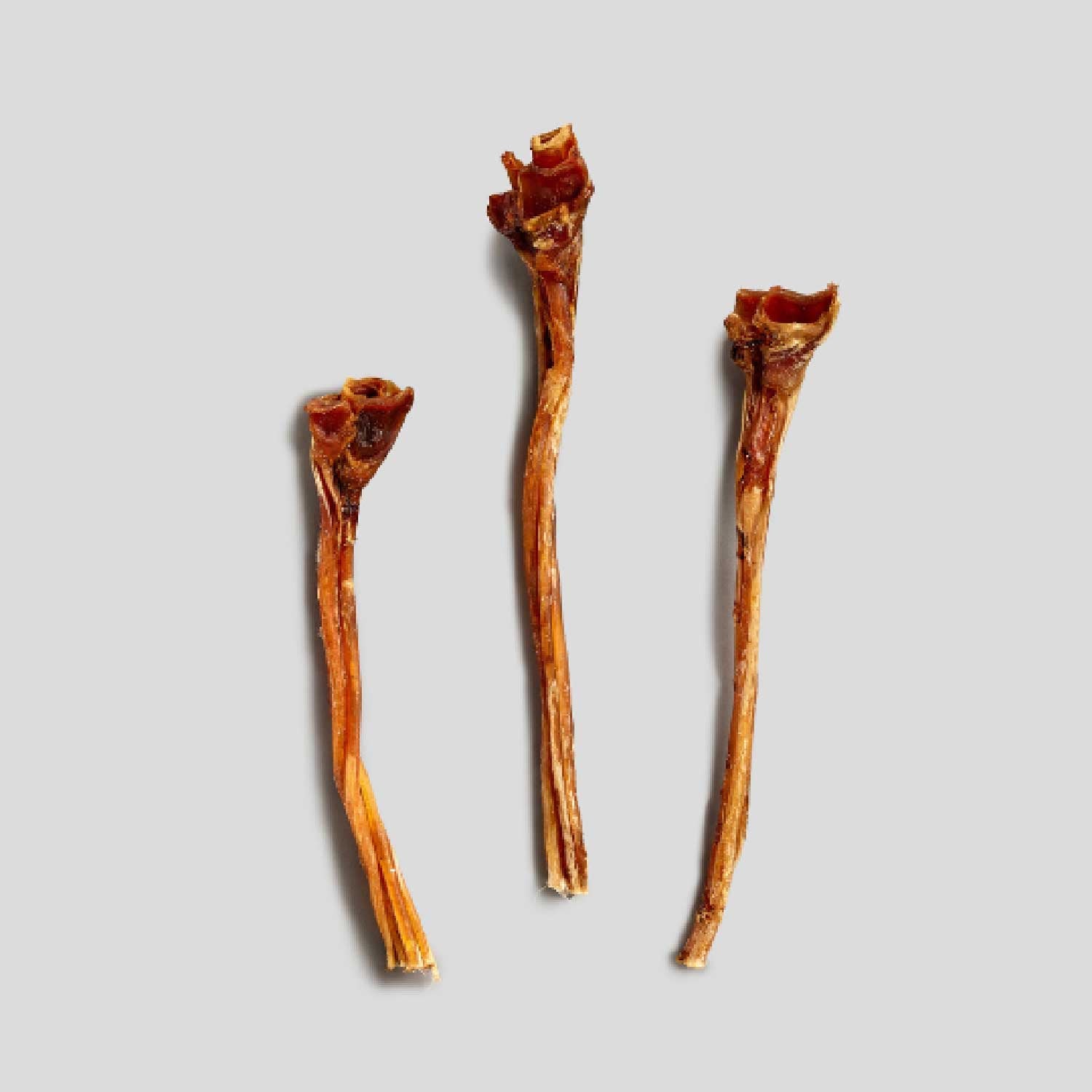 Straußen-Langsehnen, 3 Stück