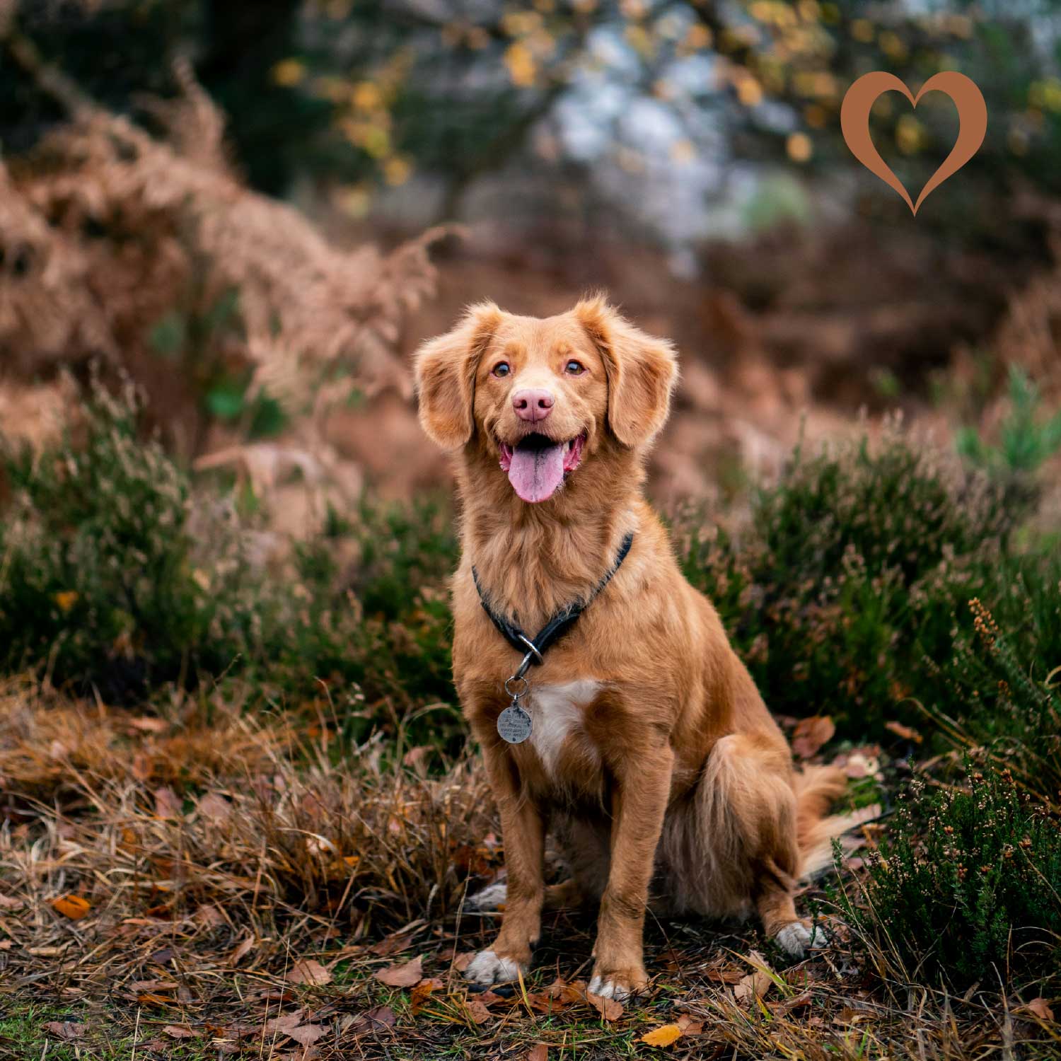 Straußen-Langsehnen, 3 Stück