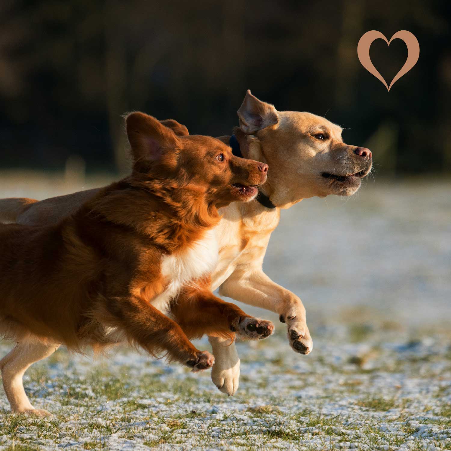 Mini-Würfel Huhn, 500g