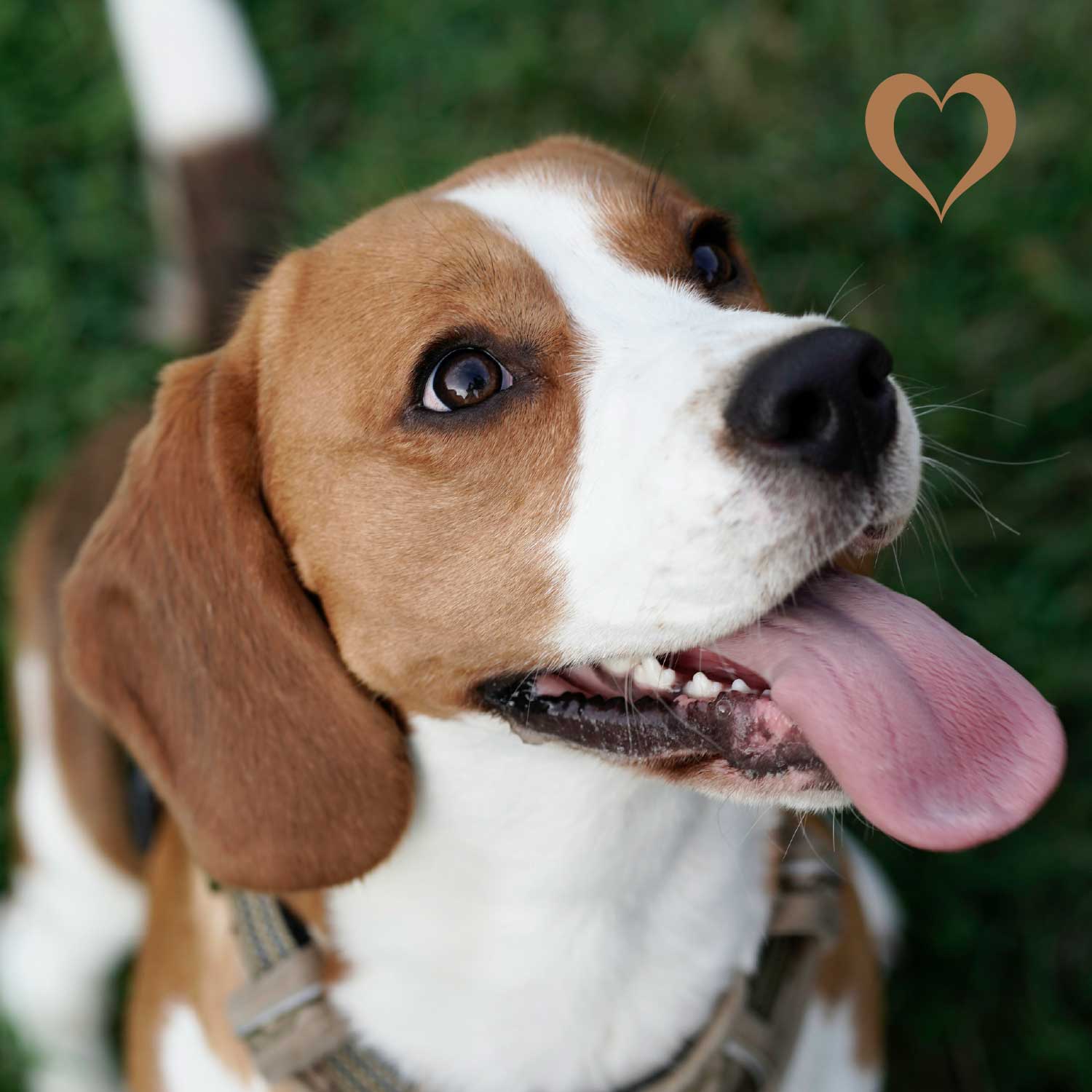 Mini-Würfel Lachs, 500g