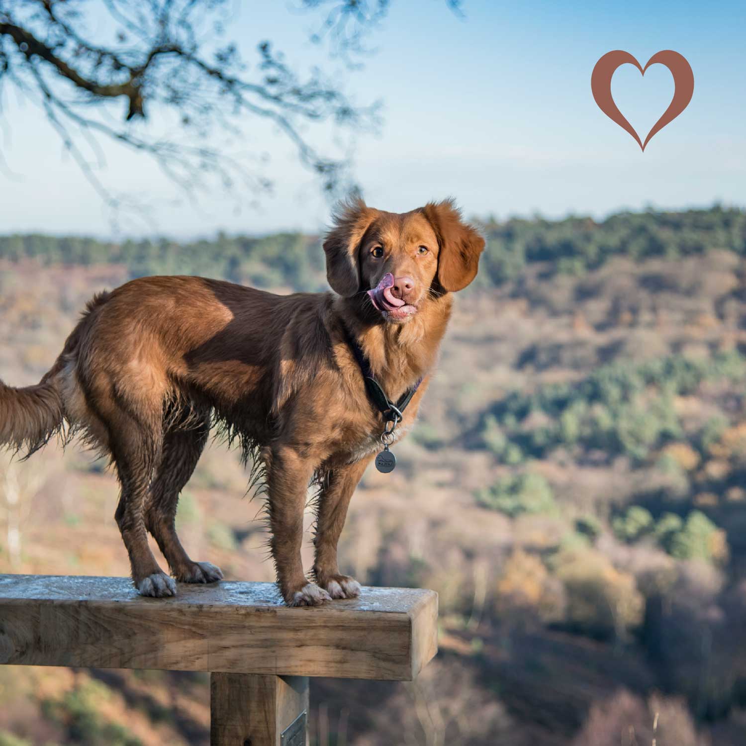 Mini-Würfel Lammlunge, 500g