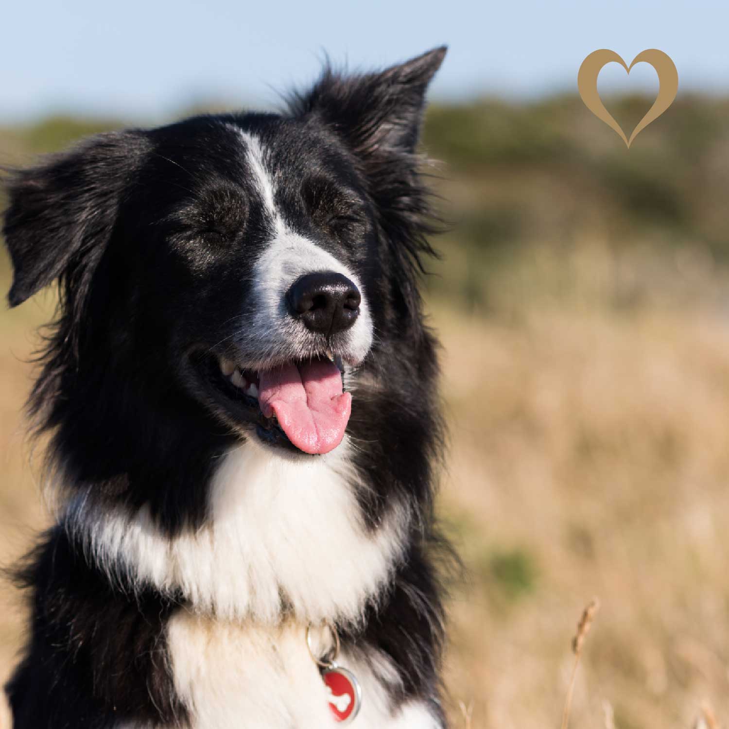 Mini-Würfel Makrele, 500g