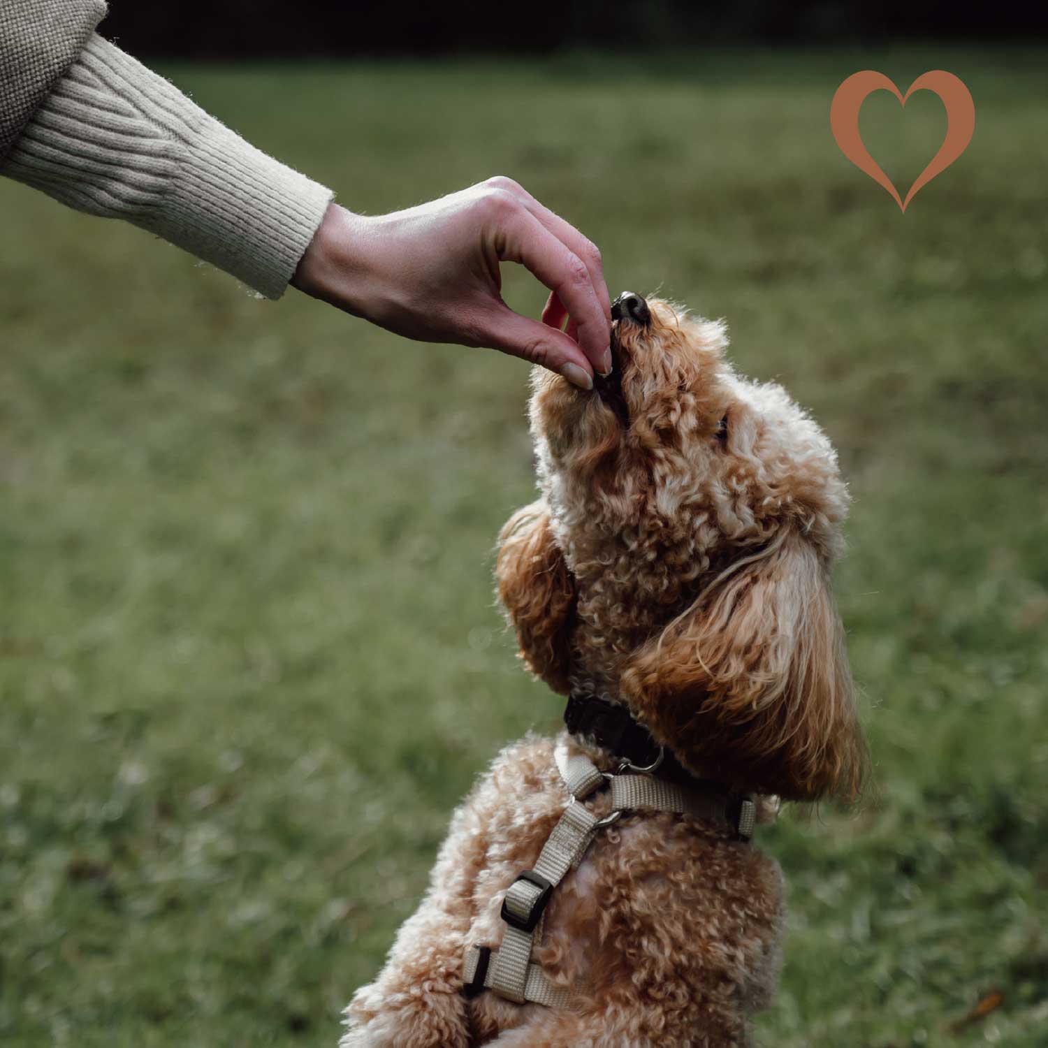 Mini-Würfel Pferd, 500g