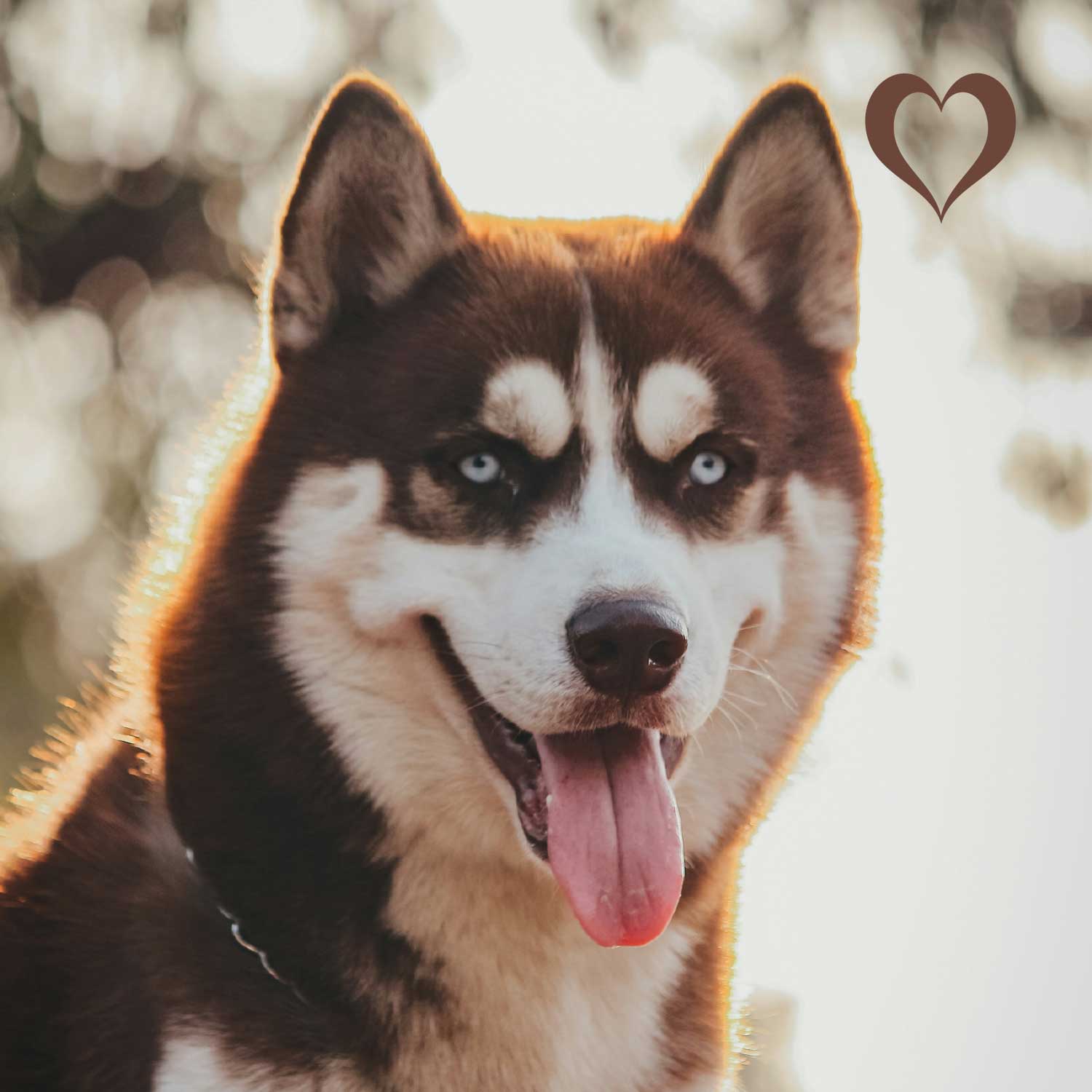 Mini-Würfel Rinderlunge, 500g