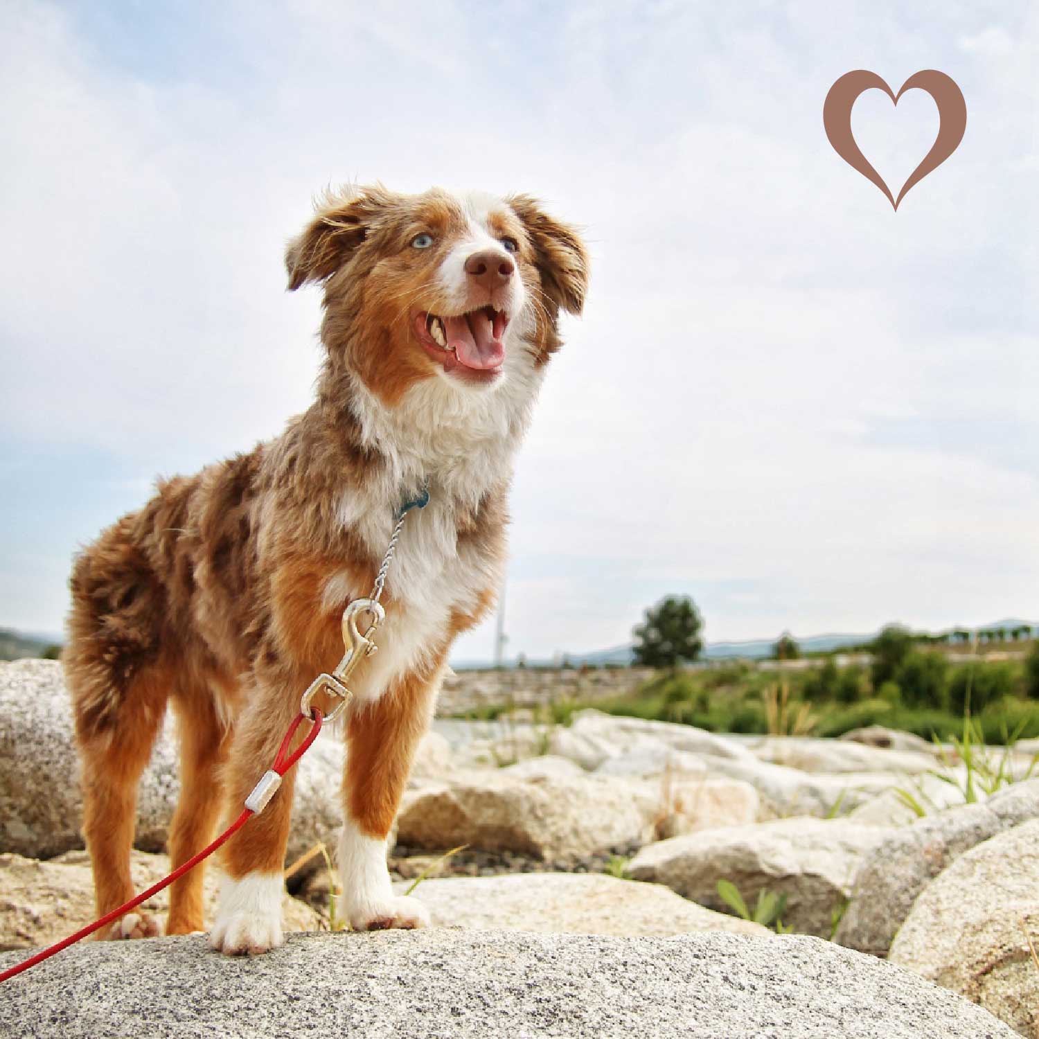 Pferdeohren mit Fell, 5 Stück