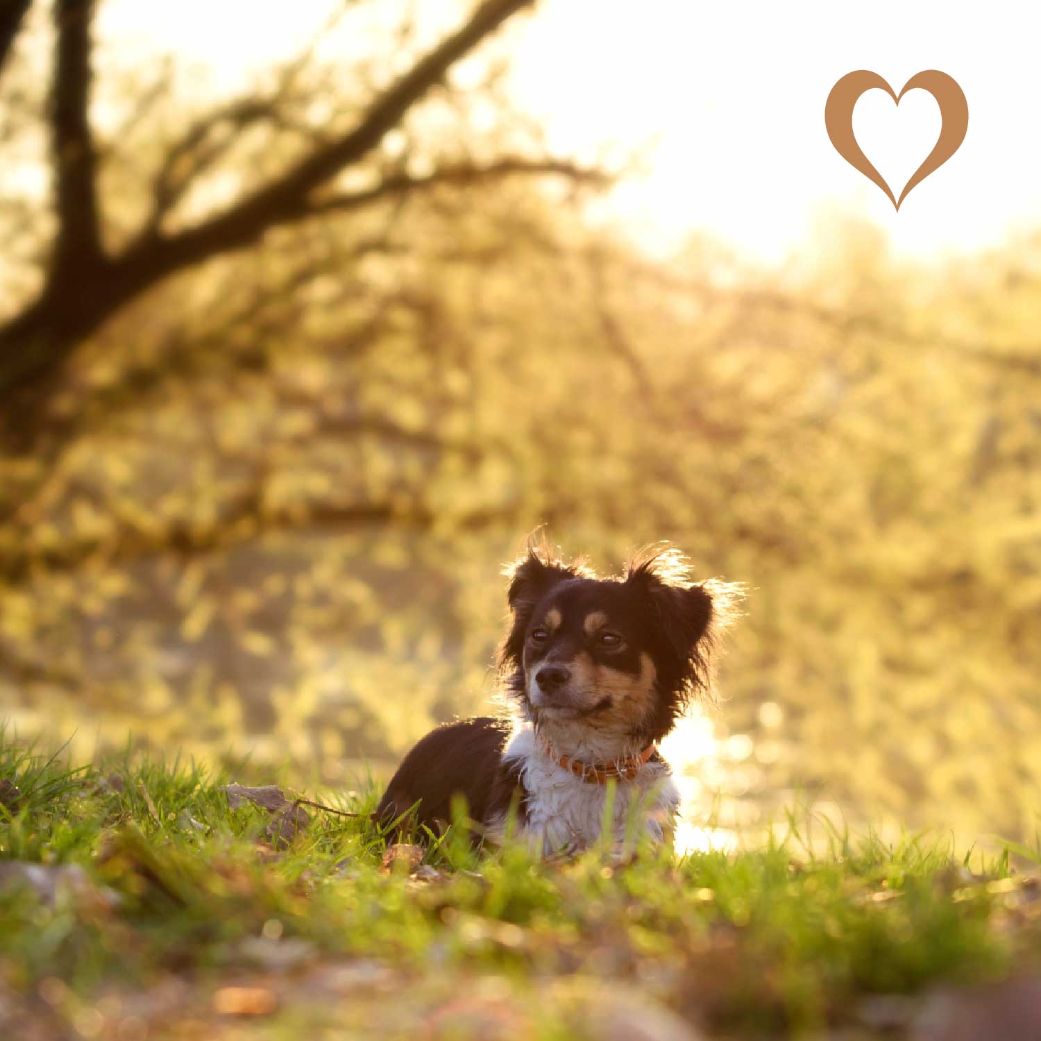 Rinderohren mit Fell, 5 Stück