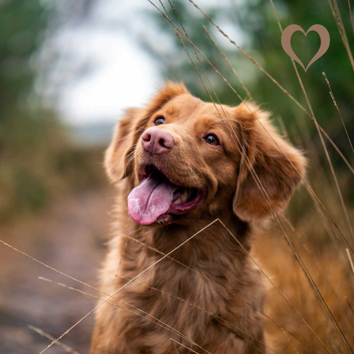 Verdauungspulver, 275g