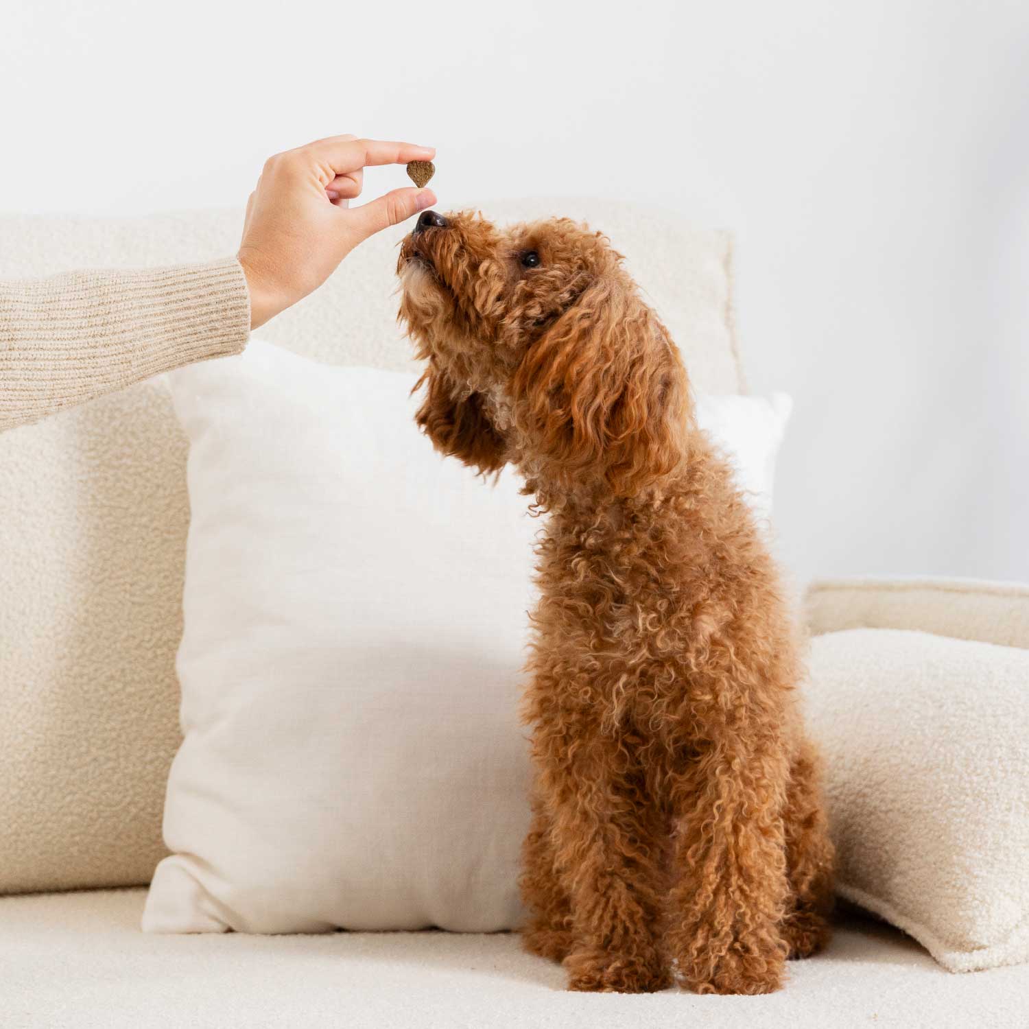 Rundum-Sorglos-Paket đ€