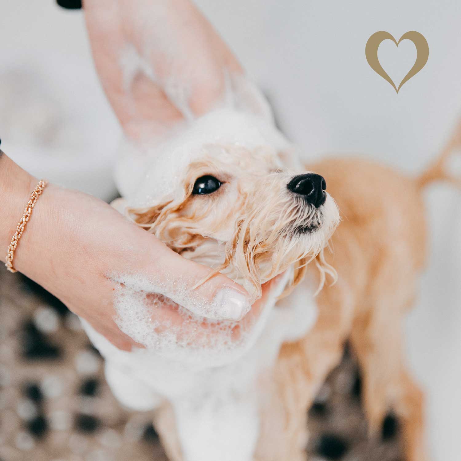 Hundeseife Waldkiefer, 100g