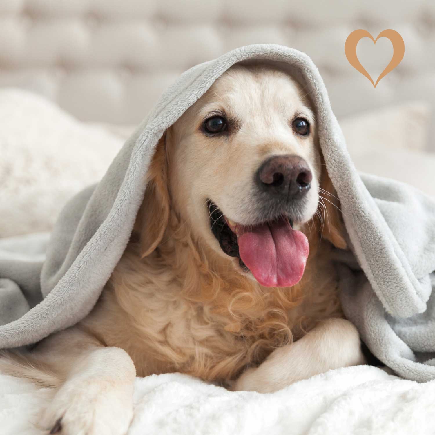 Rinderkopfhaut-Stangen, 500g