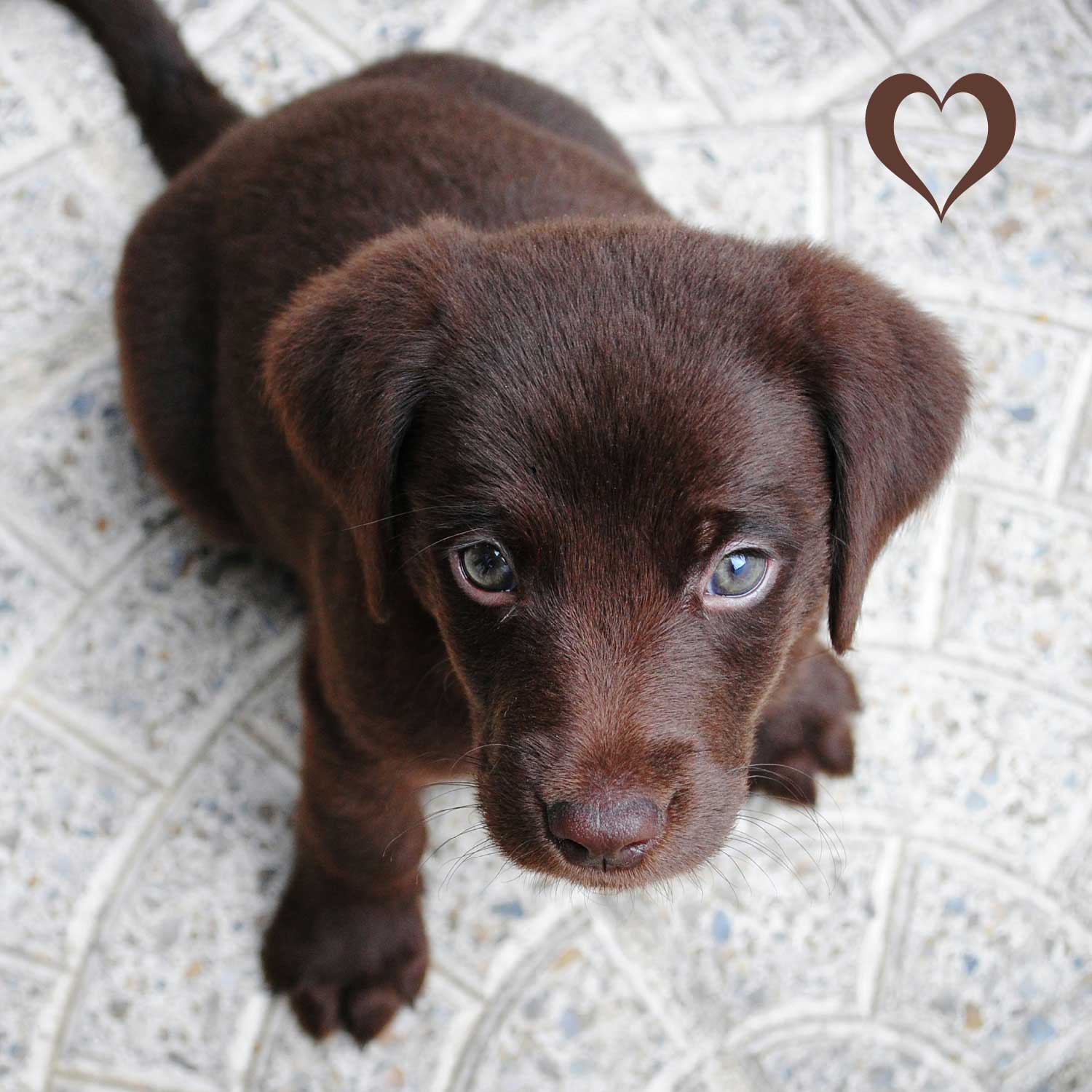 Hirschfleisch Sticks, 500g