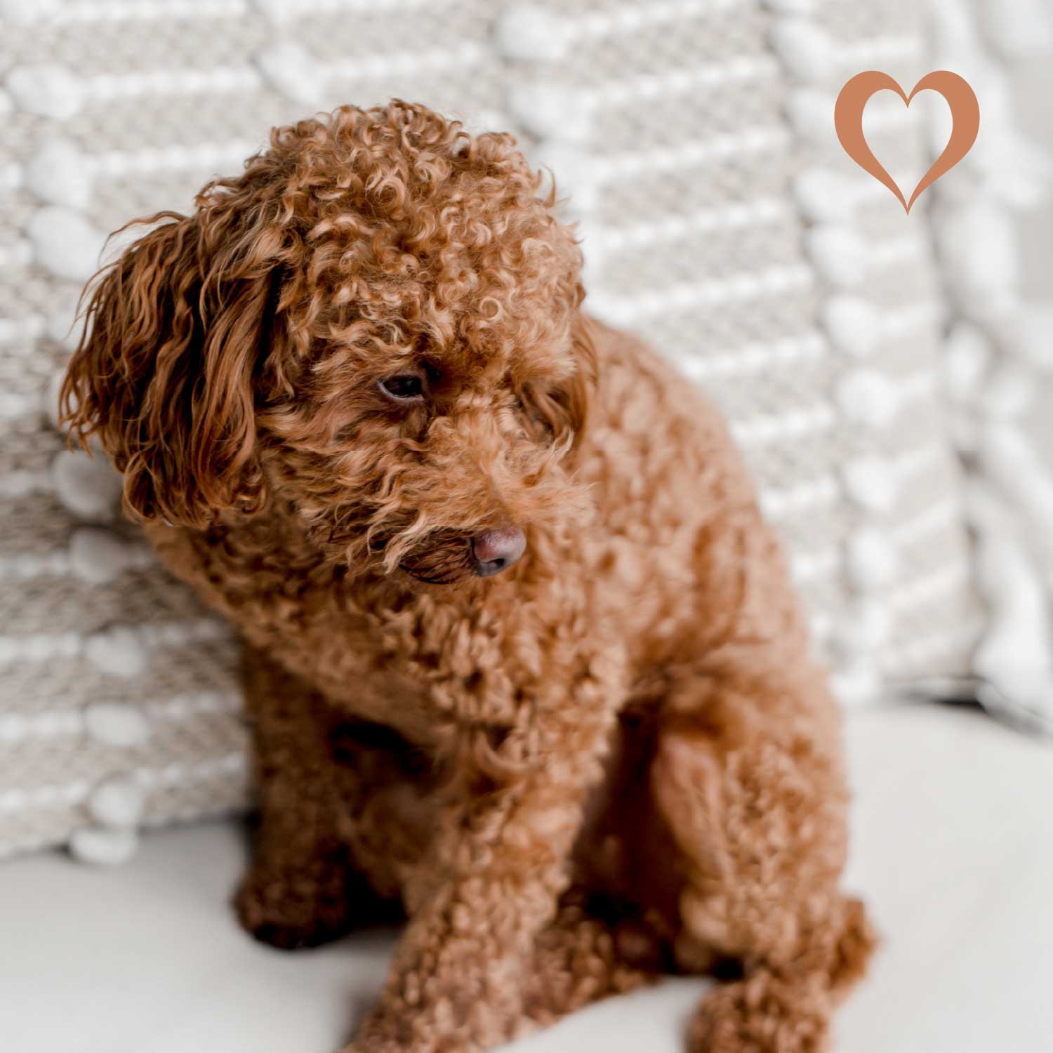 Kaninchenfleisch Sticks, 500g