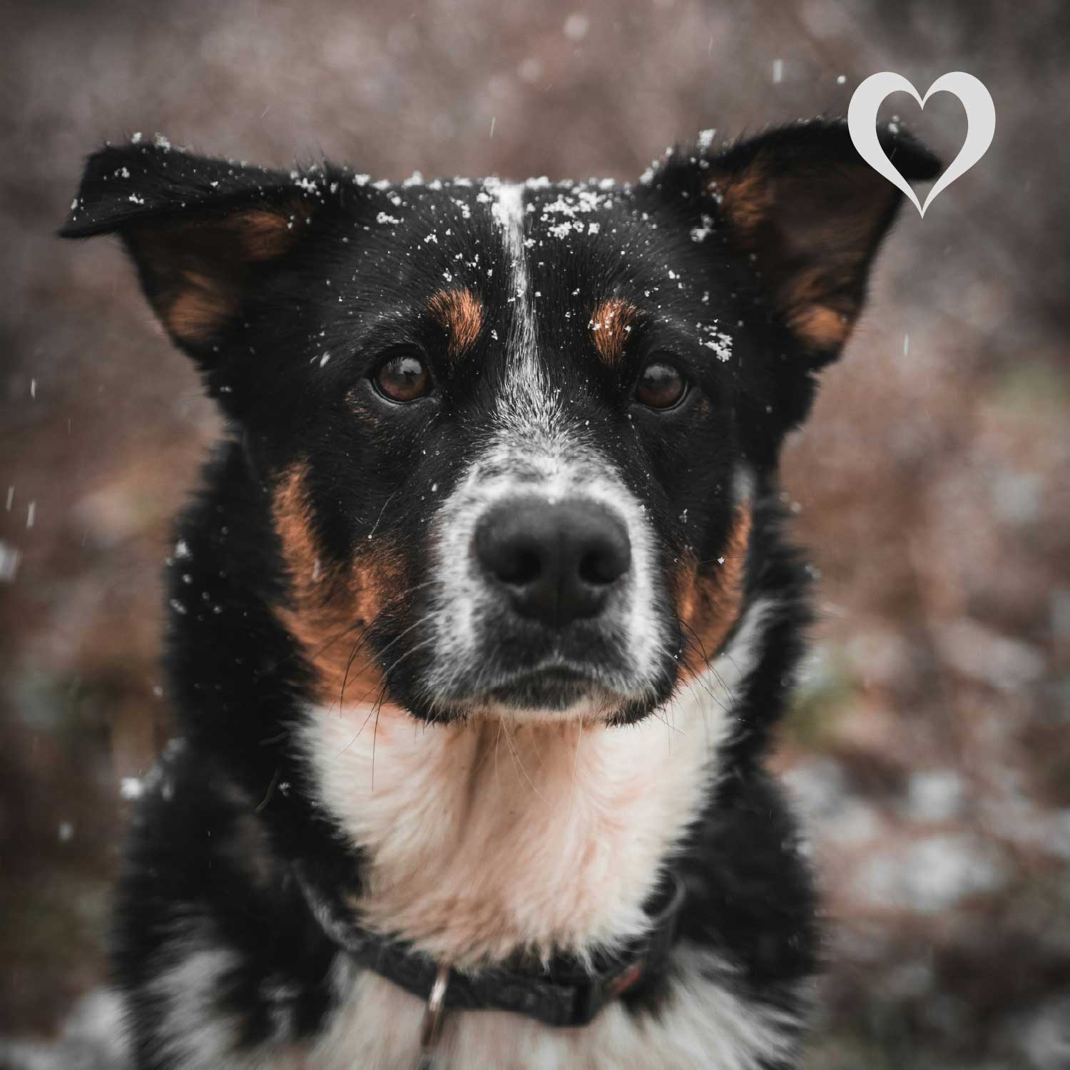 Lammfleisch Sticks, 500g