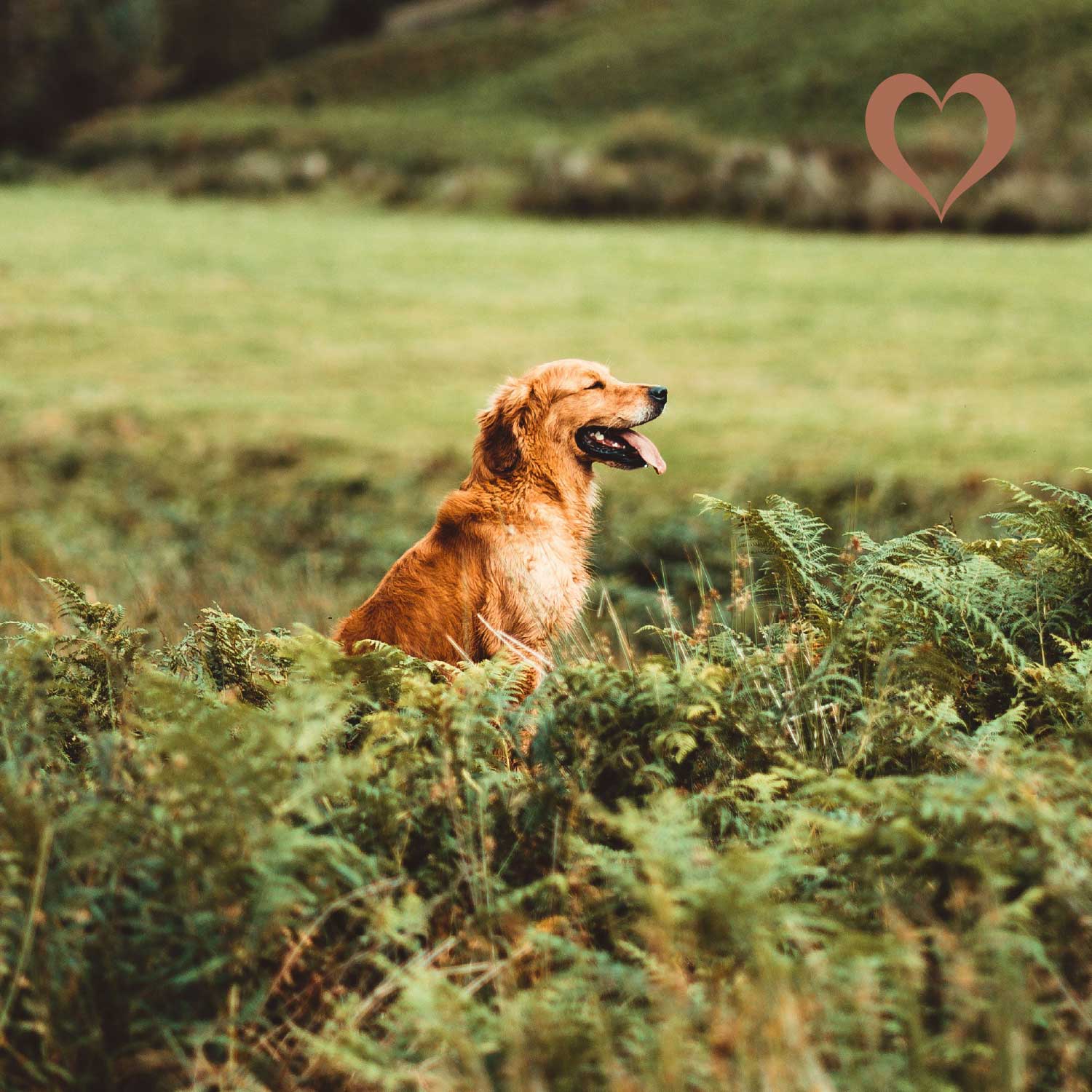 Putenfleisch Sticks, 500g