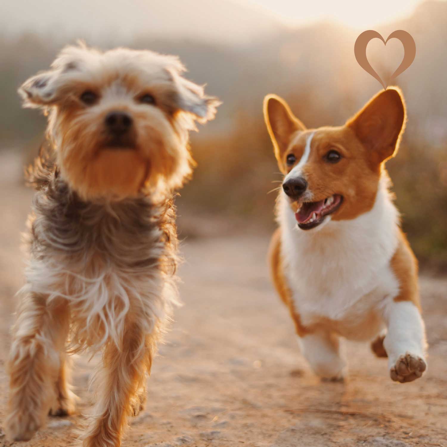 Wildschwein Sticks, 500g