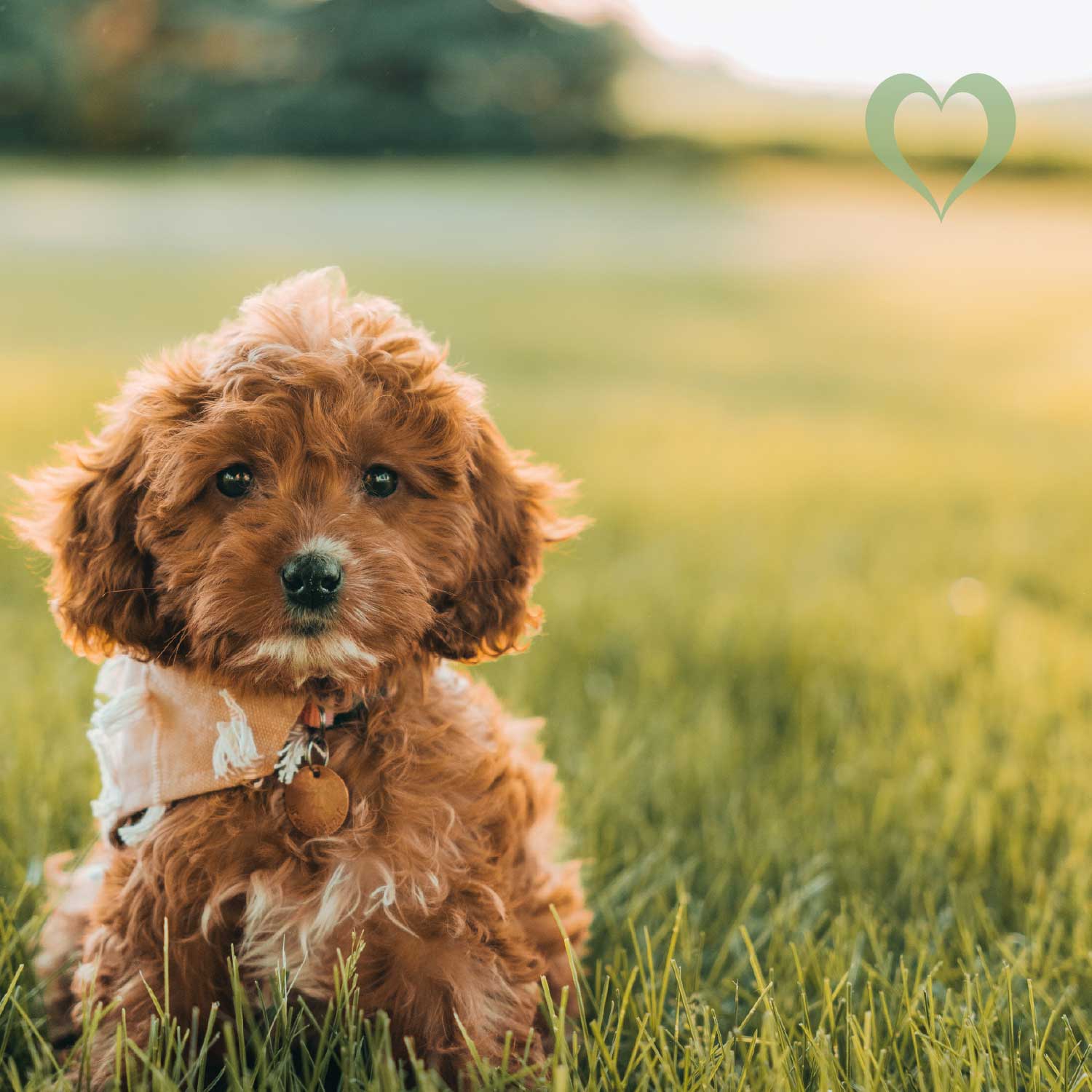 Dreierlei Premium-Öle