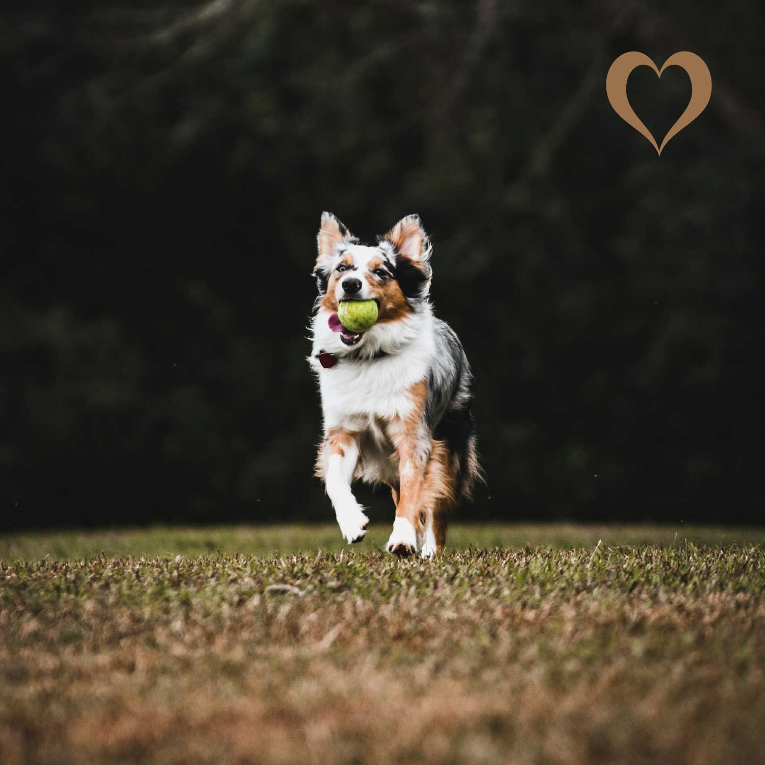 Ziegenziemer geflochten, 500g