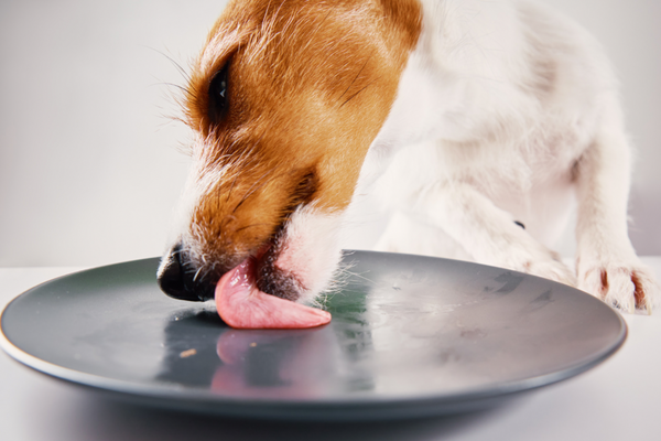 Gastbeitrag von Claudia Linde von DigiDogs: Diese Lebens- und Genussmittel sind für unsere Hunde giftig