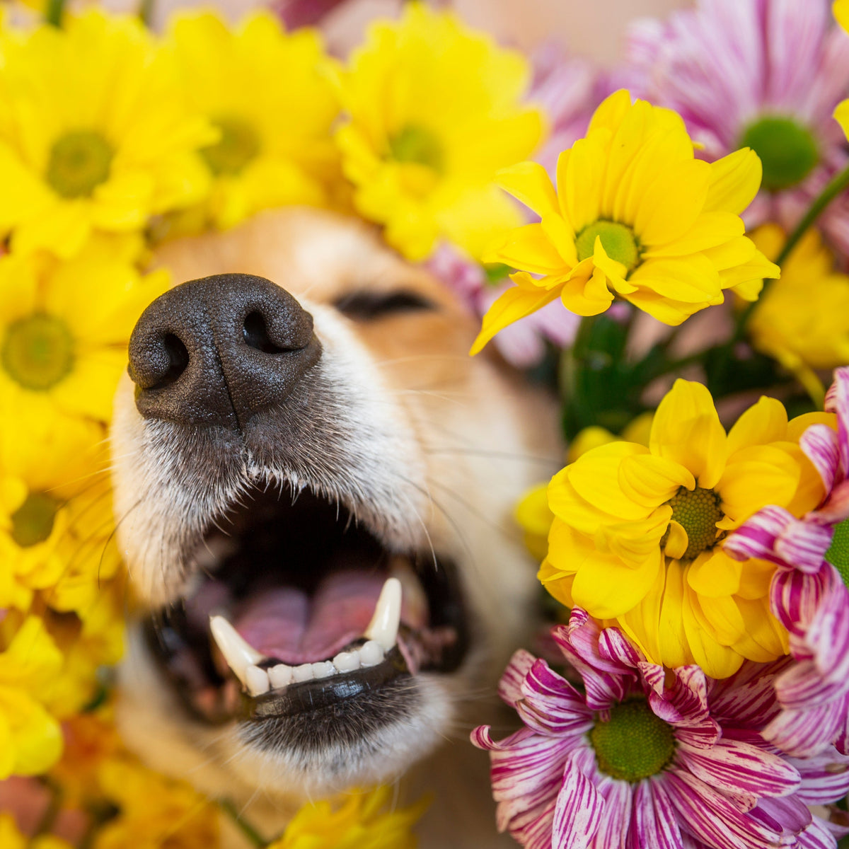 Giftige & ungiftige Pflanzen fr Hunde: Sicherer Garten  LEO LWENHERZ