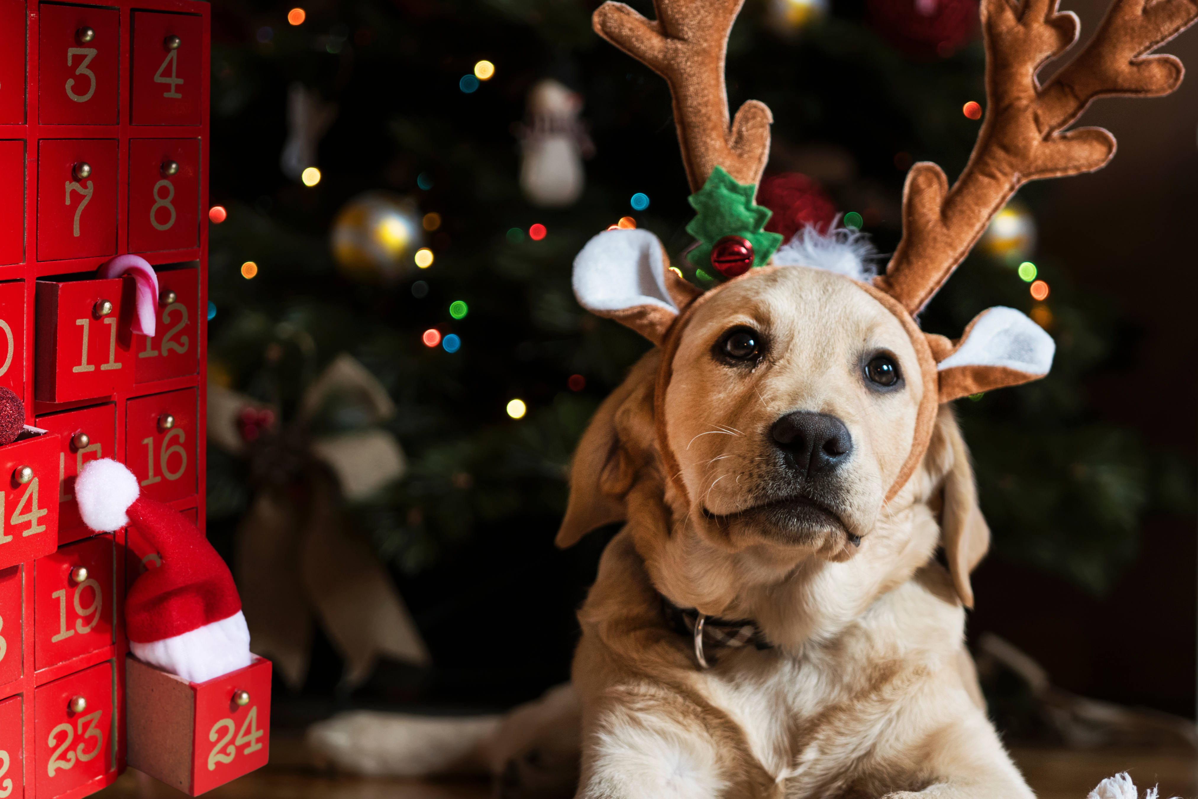 DIY Adventskalender für Hunde: Eine liebevolle Überraschung für die Weihnachtszeit