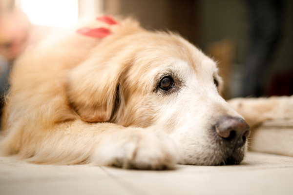 Gastbeitrag von Hundely: Hunde im Alter - Tipps für ein angenehmes Leben im Seniorenalter