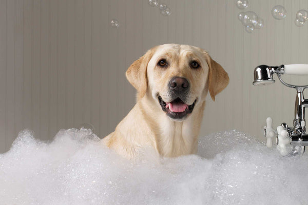 Hunde richtig baden: So wird es ein Wellness-Programm