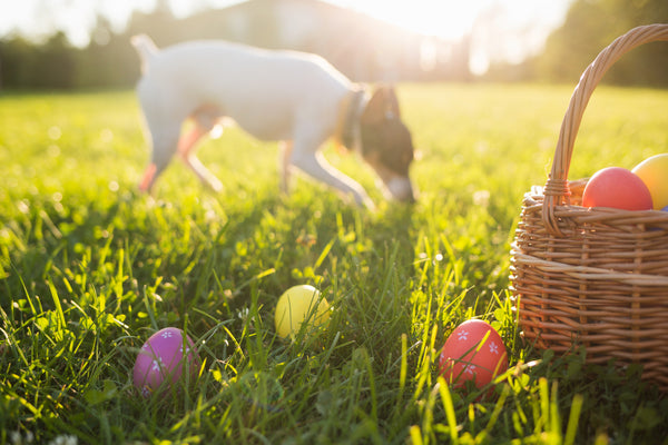 Ostern: 5 spannende Ideen, die Deinen Hund glücklich machen