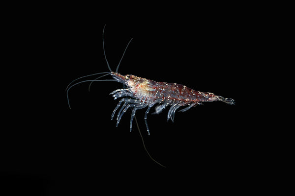 Krill – Lebenskraftpaket aus der Antarktis