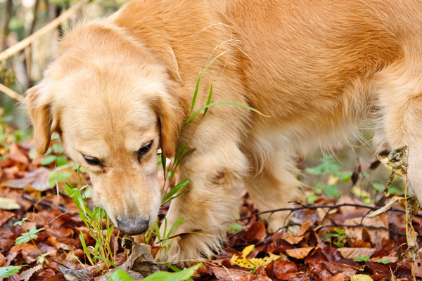 Warum Hunde Gras und Kot fressen: Eine Erklärung für besorgte Hundebesitzer