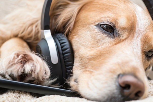Die beruhigende Wirkung klassischer Musik auf Hunde