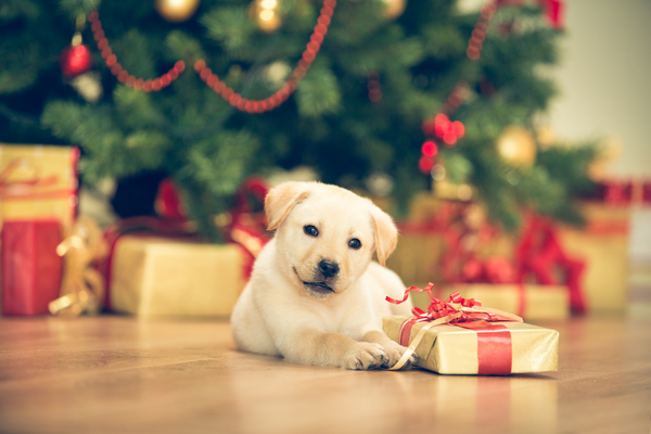 Besondere Weihnachtsgeschenke für Deinen treuen Begleiter