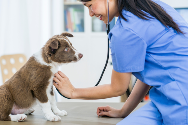 Die optimale Fürsorge für Deinen besten Freund: Krankenversicherung für Hunde