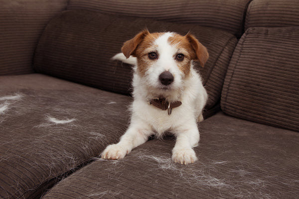 4 unverzichtbare Tipps für den Fellwechsel beim Hund – Alles, was Du wissen solltest