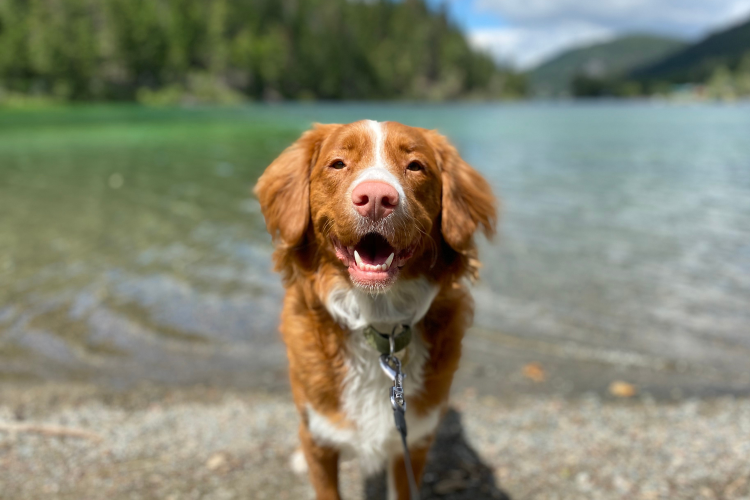 Hund & Hitze: So schützt Du Deinen Vierbeiner an heißen Tagen ☀️🐶