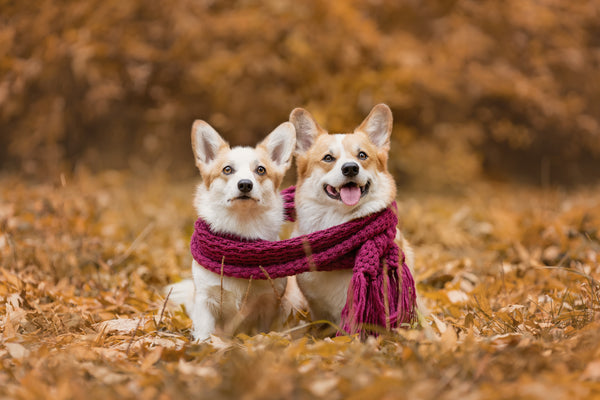 Hundepflege: Die besten Tipps für Hunde im Herbst & Winter