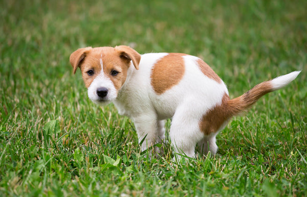 Inulin: So wirkt der präbiotische Ballaststoff auf Deinen Hund
