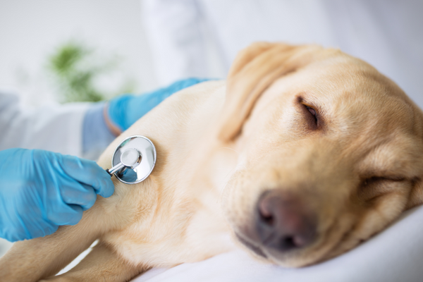 Leishmaniose bei Hunden: Ursachen, Lösungen und die richtige Fütterung