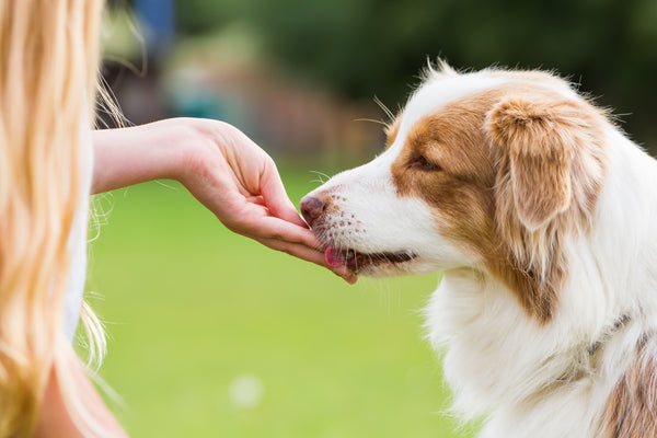 Hundesnacks im Test: Warum LEO LÖWENHERZ Funktions-Leckerchen überzeugen, wenn andere durchfallen