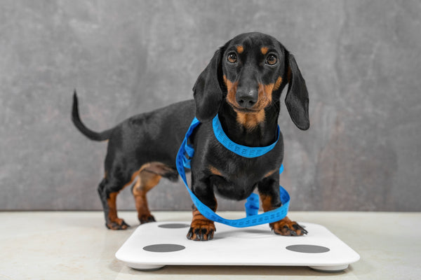 Übergewicht bei Hunden: Erkennen und mit diesen 4 einfachen Maßnahmen erfolgreich reduzieren