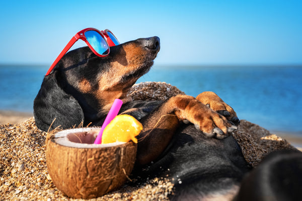 Checkliste Sommerferien mit Hund: So bist Du perfekt vorbereitet