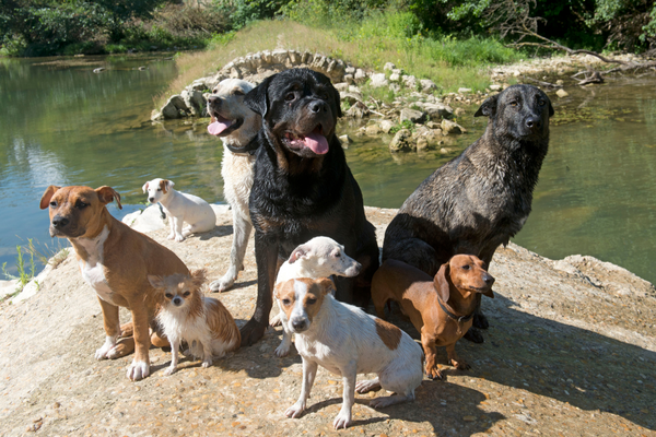 Die besten Hunderassen für Familien: Eine Entscheidungshilfe für zukünftige Hundebesitzer