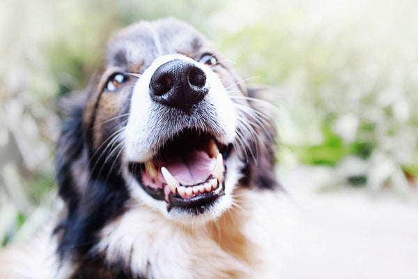 Zahnstein & Parodontitis bei Hunden: Erkennen und Vorbeugen