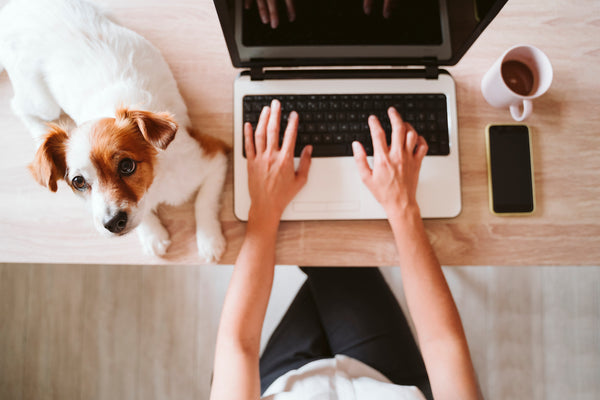 Kleiner Knigge für Bürohunde: So klappt der Büroalltag mit Hund