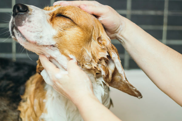 Ein Wegweiser zum richtigen Hundeshampoo