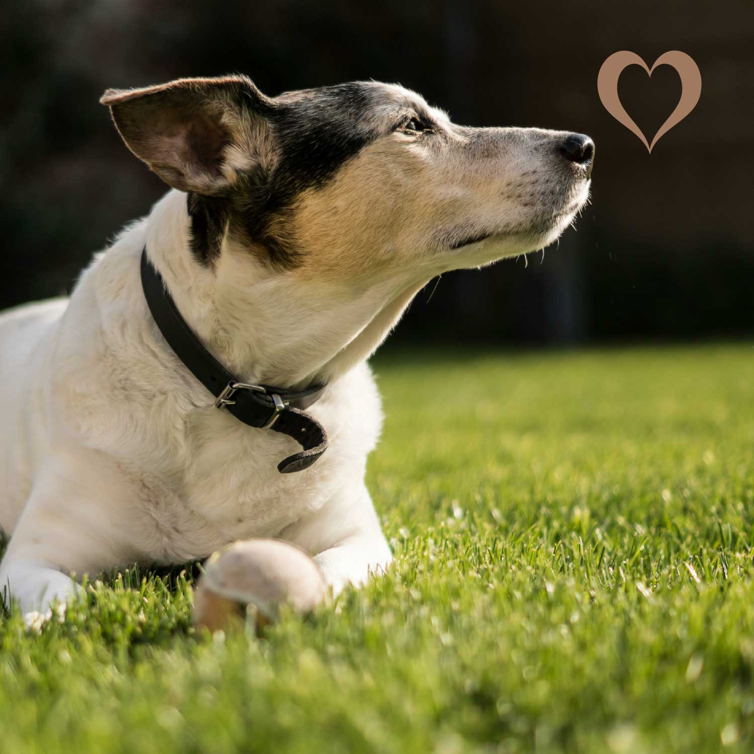 Maxi-Würfel Rinderlunge, 500g