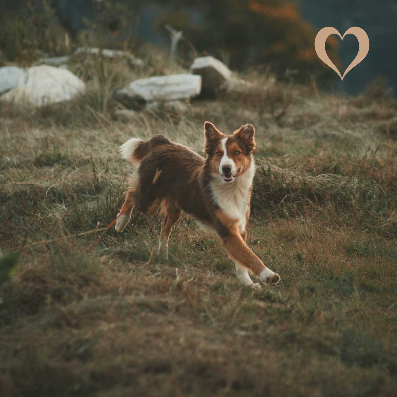 Mini-Würfel Hirsch, 500g