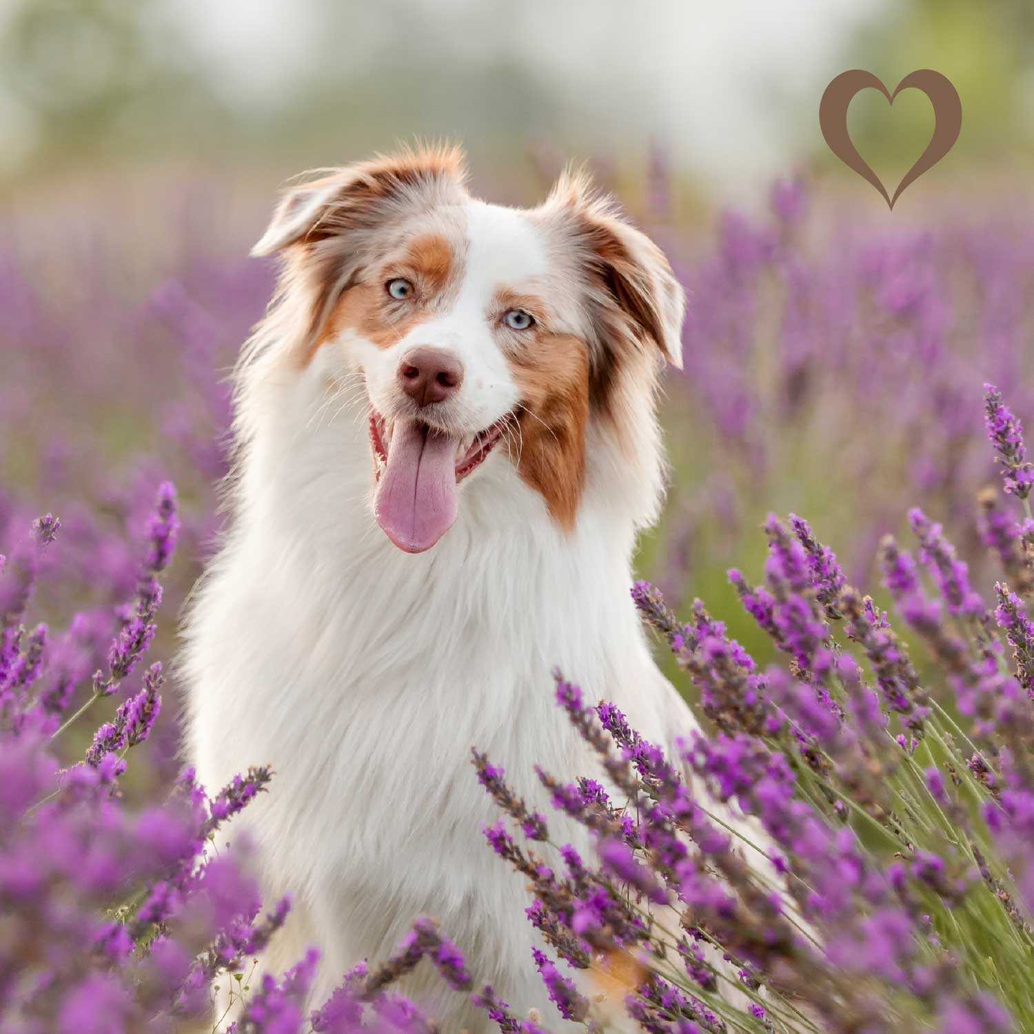 Mini-Würfel Wildschwein, 500g