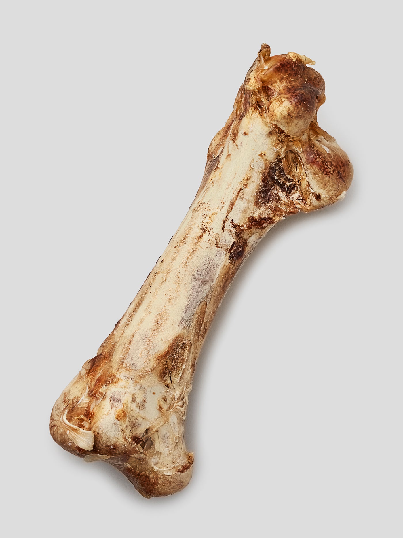 Straußen-Knochen XXL, ca. 30cm